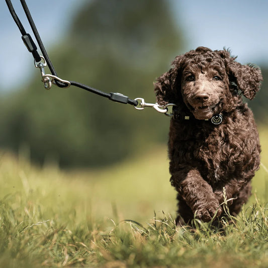 MAX & MOLLY Rope Leash - Matrix 2.0 Οδηγός Σκύλου 2m