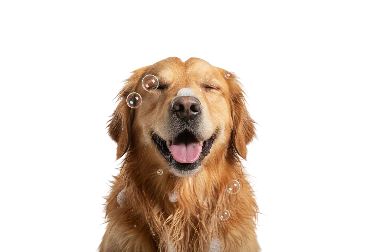 ΠΕΡΙΠΟΙΗΣΗ - ΥΓΙΕΙΝΗ ΣΚΥΛΟΥ