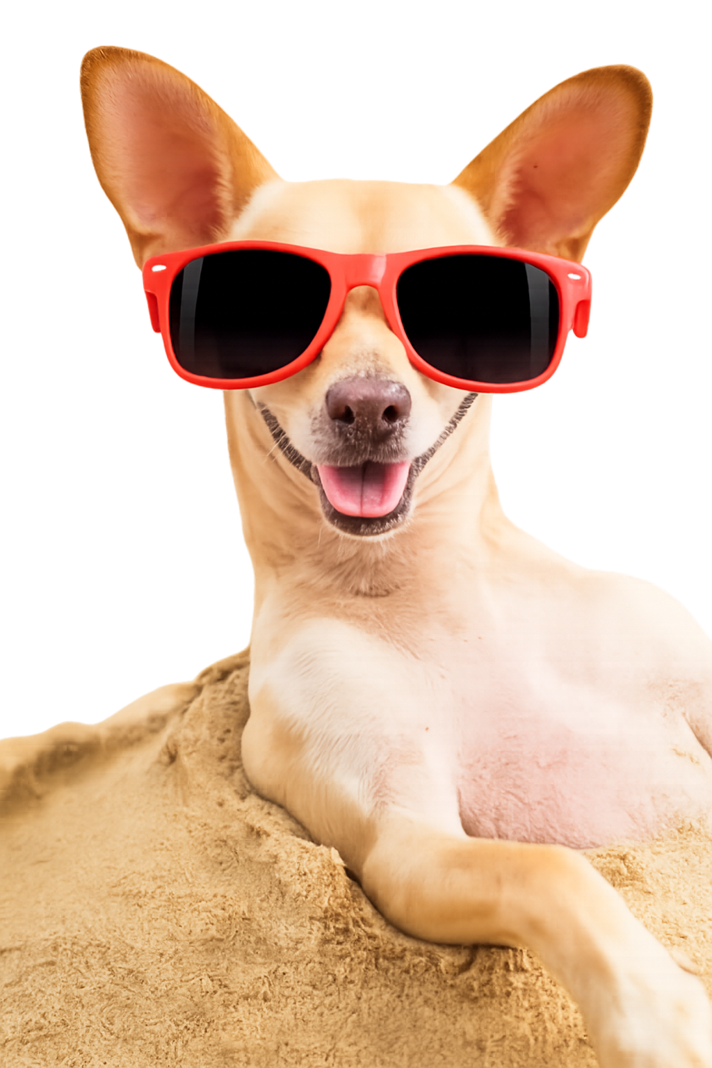 Summer Dog