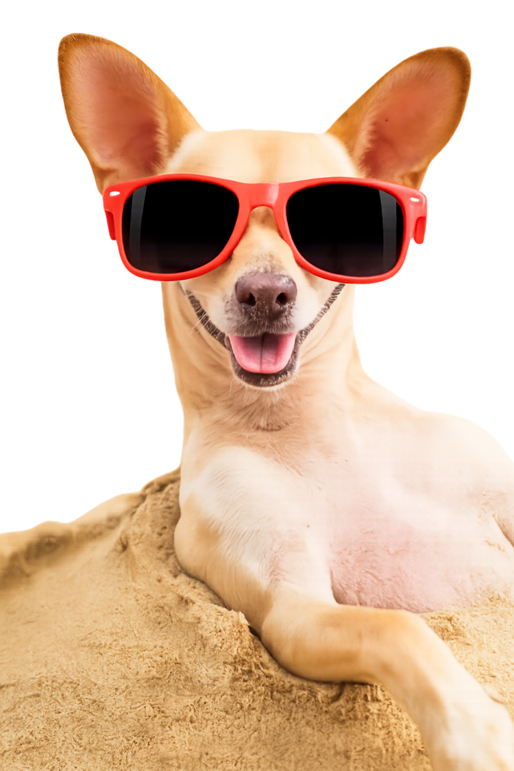 Summer Dog
