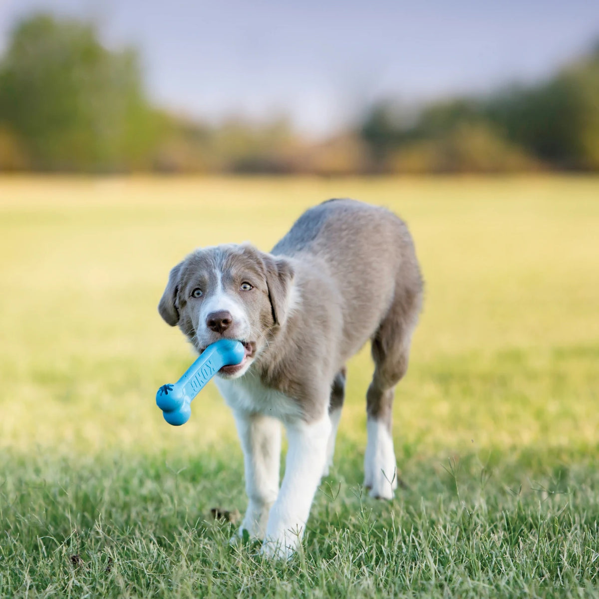 KONG Παιχνίδι Σκύλου Puppy Goodie Bone - Small