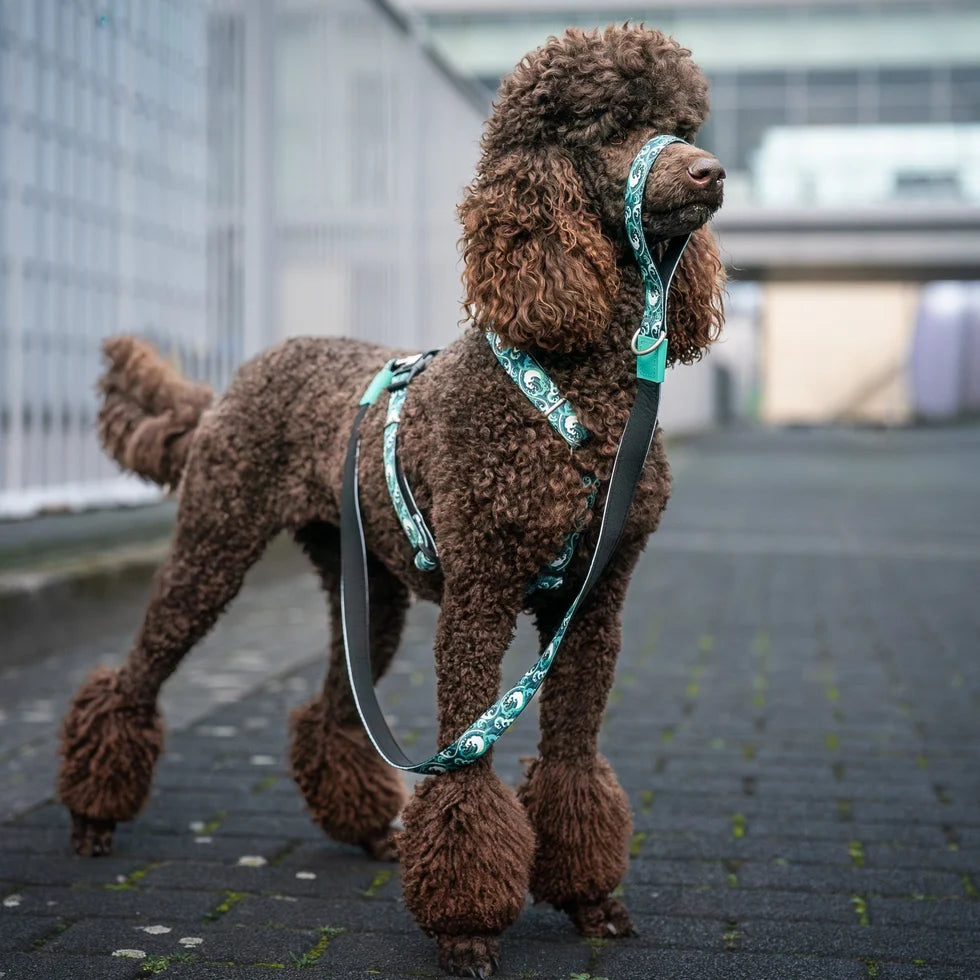 MAX & MOLLY Smart ID H-Harness - Original Gear Σαμαράκι Σκύλου