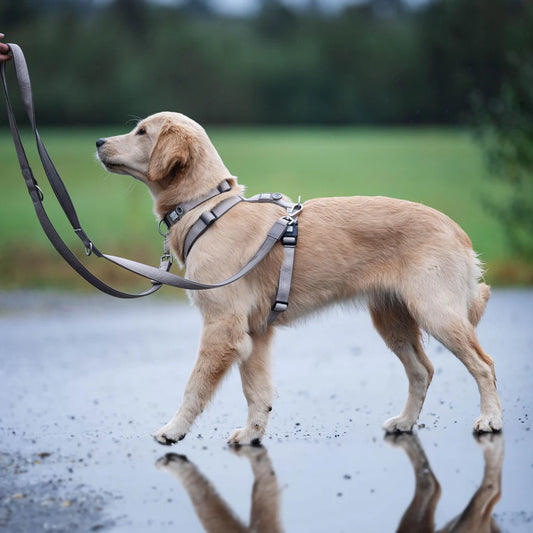 MAX & MOLLY Comfort H-Harness - Matrix 2.0 Σαμαράκι Σκύλου