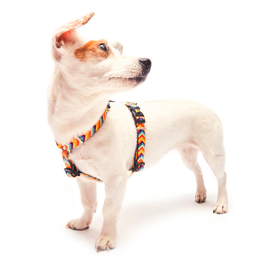 MAX & MOLLY H-Harness - Original Gear Σαμαράκι Σκύλου